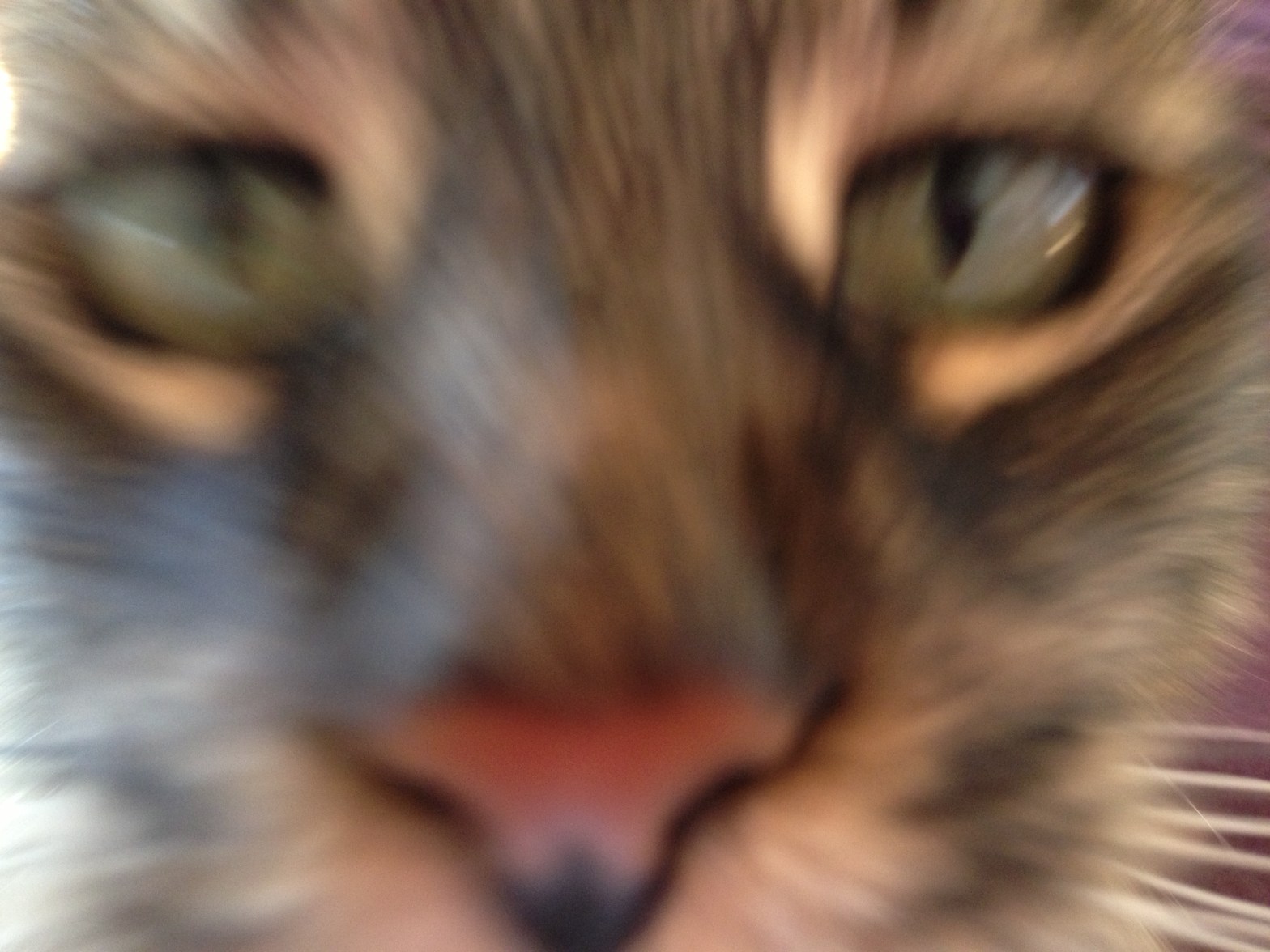 the job, furry creature, jo the cat